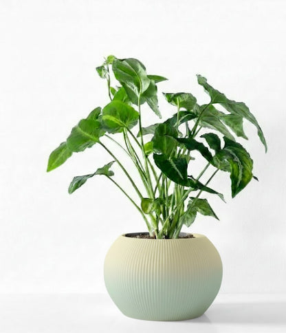 Melfi Pflanztopf – Zeitlose Eleganz in Linienform