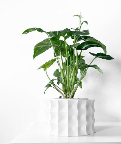 Kivern Pflanztopf – Design in Wellenform