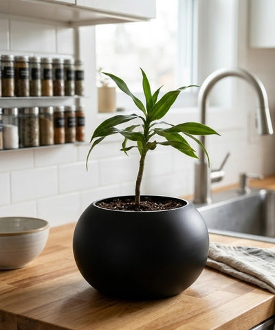 Rono Simple – Puristischer 3D-Pflanztopf in harmonischer Kugelform