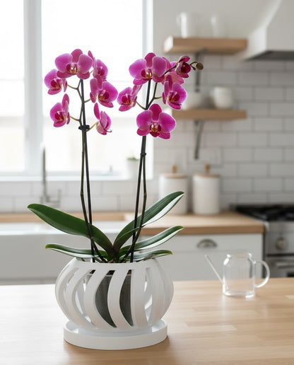 Oryx Pflanztopf – Eleganter 3D-Orchideentopf mit geschwungener Belüftungsstruktur und Abtropfschale