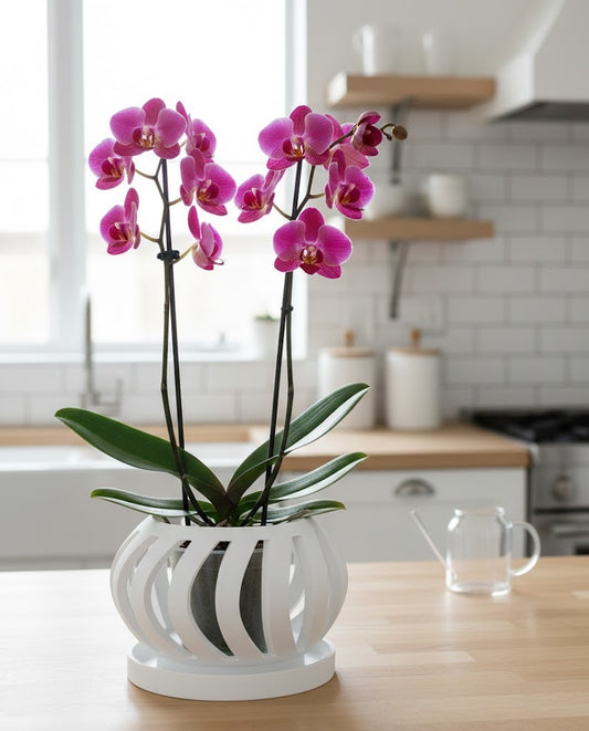 Oryx Pflanztopf – Eleganter 3D-Orchideentopf mit geschwungener Belüftungsstruktur und Abtropfschale