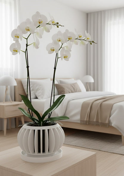 Rene Pflanztopf – Offener 3D-Orchideentopf mit integriertem Belüftungssystem und Abtropfschale