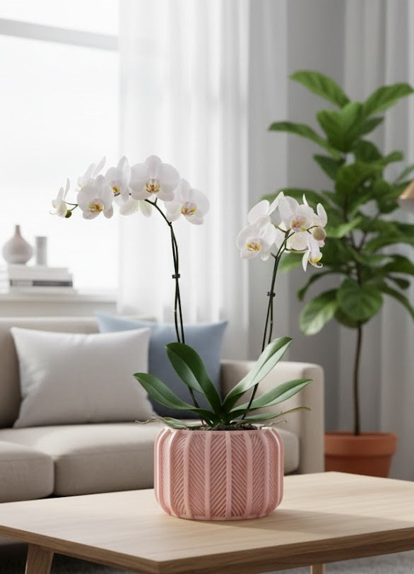 Rodex Pflanztopf – Markanter 3D-Orchideentopf mit diagonaler Lamellenstruktur