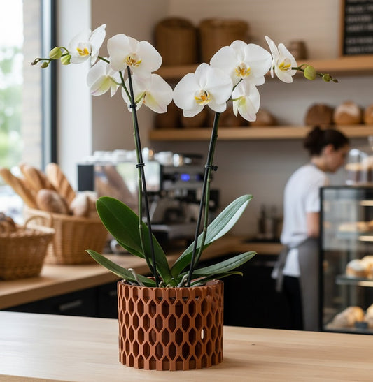 Erna Pflanztopf – Offener 3D-Orchideentopf mit Wabenstruktur und effektiver Belüftung